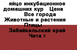 яйцо инкубационное домашних кур › Цена ­ 25 - Все города Животные и растения » Птицы   . Забайкальский край,Чита г.